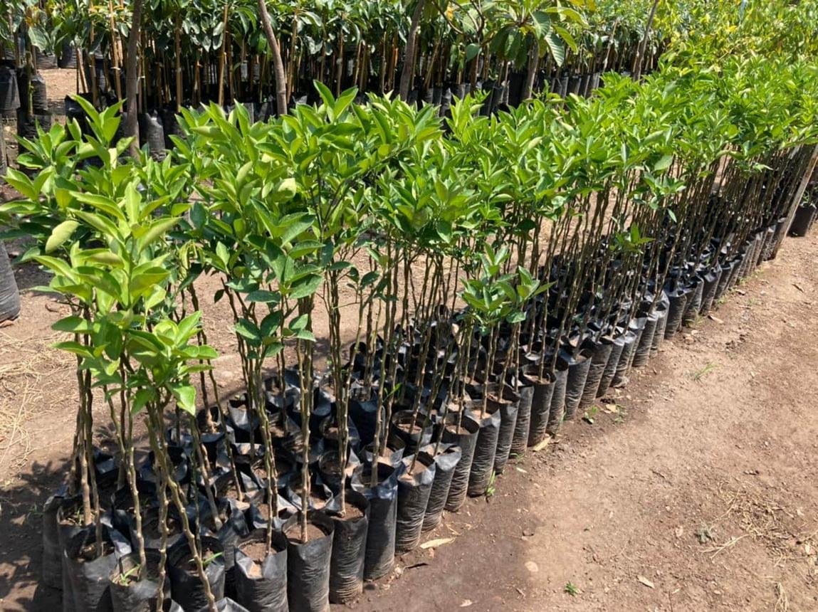 Vivero de producción